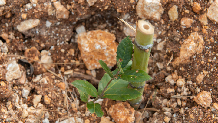 ISCHITELLA - Parco del Gargano, Il Bosco Cassa Centrale - immagine 10
