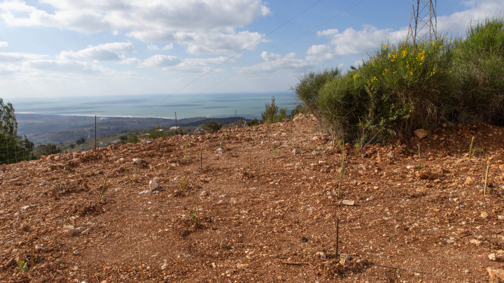 ISCHITELLA - Parco del Gargano, Il Bosco Cassa Centrale - immagine 6